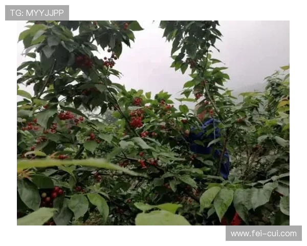 铁锤闷平樱桃赛后清晨解析全景